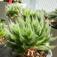 ハオルチア,癒される,no green no life,癒し空間,多肉のある暮らしの画像