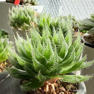 ハオルチア,癒される,no green no life,癒し空間,多肉のある暮らしの画像