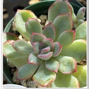 ミニバラ,多肉植物LOVE,いつもありがとうございます♡(ᴗ̤ .̮ ᴗ̤ )₎₎の画像