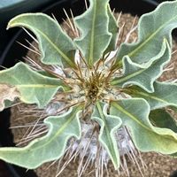 パキポディウム,ビニールハウス,冬型塊根の画像