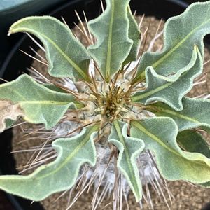 パキポディウム,ビニールハウス,冬型塊根の画像