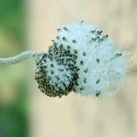 ルリマツリ,秋明菊,瑠璃茉莉,何？,シュウメイギク•ダイアナの画像