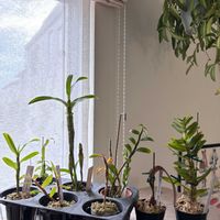 デンドロビウム,デンドロビウム アノスマム,デンドロビウム アフィラム,Den.Taiwan Ping Pong,デンドロビウム　アダストラの画像