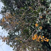 ツルウメモドキの画像