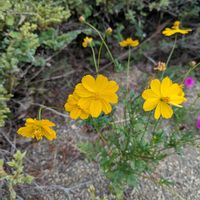 キバナコスモスの画像