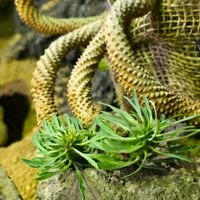 サボテン,怪魔玉,ユーフォルビア属,鉄甲丸,鉄甲丸×怪魔玉の画像