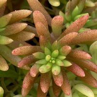 セダム,ナデシコ,ニラ,紅葉,森村万年草の画像