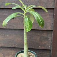 パキポディウム,アデニウム,アデニウム  ソマレンセ,多肉植物,塊根植物の画像