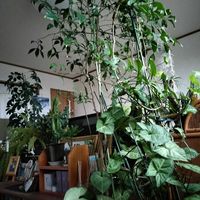 シンゴニウム,シンゴニウム,カポック,カポック,金柑の画像