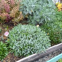 ガザニア,ガザニアビースト,ガザニアビースト　シルバーティガー,ガーデニングの画像