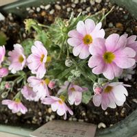 サクラソウ,鉢植え,可愛らしい,花のある暮らし,処分品の画像