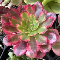 マランタアマビリス,マランタアマビリス,アエオニウム　ゴッドオブファイヤー,アエオニウム　ゴッドオブファイヤー,観葉植物の画像