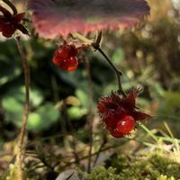 イチゴ,冬苺,フユイチゴ,苔 (コケ),ピグモンの画像