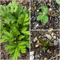 ストック,ムスカリ,アネモネ フルゲンス,サントリーミルフル,ビオラ ひとつぶの涙の画像