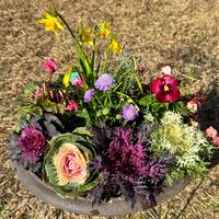 スカビオサ,葉牡丹,初雪カズラ,冬の寄せ植え,ミニ水仙 ティタティタの画像