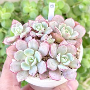 サブコリンボサ ラウ 026,成長記録 サブコリンボサ ラウ026,神奈川タニラー,多肉男子,バルコニー/ベランダの画像