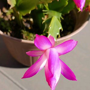 シャコバサボテン,開花,嬉しい,今日のお花,いいお天気♪の画像