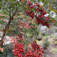 ガマズミ,トウゴマ,ナンテン,トウガラシ,あかの画像