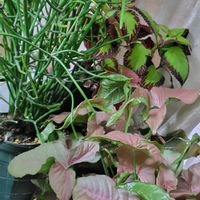 コリウス,シンゴニウム,ミルクブッシュ,シンゴニウム ピンク,挿し木しました。の画像