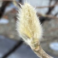 ハクモクレン,お出かけ先にての画像