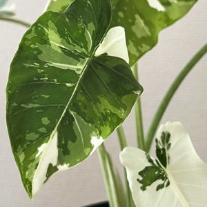斑入り,クワズイモ斑入り,観葉植物,成長記録,斑入りクワズイモの画像