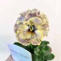 パンジー,パンジー フェデネージュ,ベランダガーデン,フリルパンジー,花のある暮らしの画像