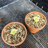 アガベ,ピンキー,王妃笹の雪,オバケ,王妃の画像