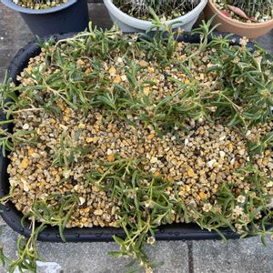 実生,成長記録,メストクレマ,ツベローサム,アルボリフォルメの画像