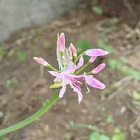 ダイヤモンドリリー,ダイヤモンドリリー,ネリネ(ダイヤモンドリリー),球根植物,種からの画像