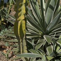 サボテン,大根,福禄寿,鳥さん,ロホセレウス(福禄寿)の画像