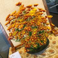キク,マム,お花屋さん,秋の気配,熊本の画像