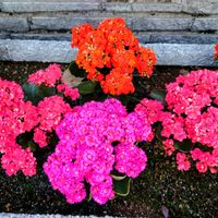 カランコエ,カランコエ,カランコエの画像