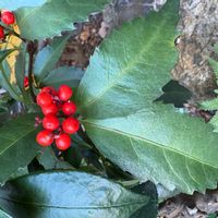 センリョウの画像