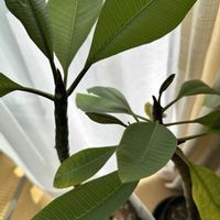 プルメリア,プリンセチア,プリンセチア,ラナンキュラスラックス,ラナンキュラスラックスの画像