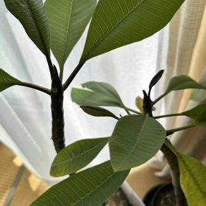 プルメリア,プリンセチア,プリンセチア,ラナンキュラスラックス,ラナンキュラスラックスの画像