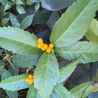 センリョウの画像