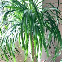 トックリランの画像