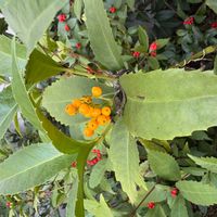 センリョウの画像