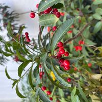 マンリョウの画像