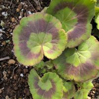 ゼラニウムの画像