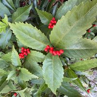 センリョウの画像