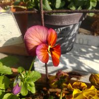 クローバー,ビオラ,寄せ植え,癒される,花のある暮らしの画像