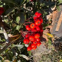 ピラカンサの画像