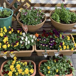 ビオラ,プランターの画像