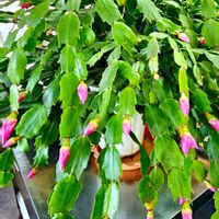 シャコバサボテン,シャコバサボテン,キウイフルーツ,ユズ,世界中の人々が平穏に暮らせますようにの画像