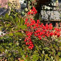 ピラカンサの画像