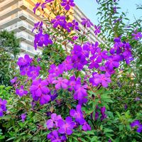 ノボタンの画像