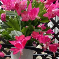 シャコバサボテン,リンゴ,キチジョウソウ,デンマークカクタス(シャコバサボテン),キチジョウソウの実の画像