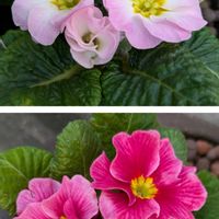 葉牡丹,プリムラ　ジュリアン,ビオラ・パンジー,木曜日は桃色の画像