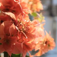 ブーゲンビリア,今日の一枚,花のある暮らし,今日のお花,花いろいろの画像